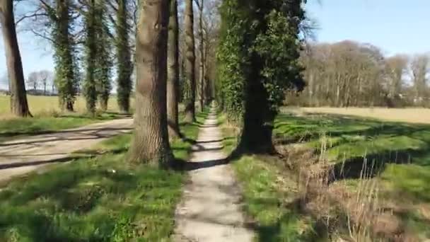 Pov Cykling Genom Skogsväg — Stockvideo
