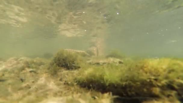 Close Underwater Footage Pebbles Bottom Mountain River — Stock Video