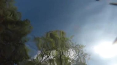 Güzel yeşil ormanın manzaralı görüntüleri