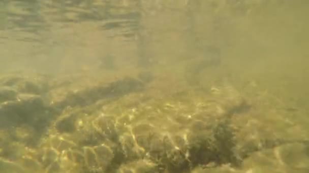 Närbild Vattnet Småsten Botten Bergsfloden — Stockvideo