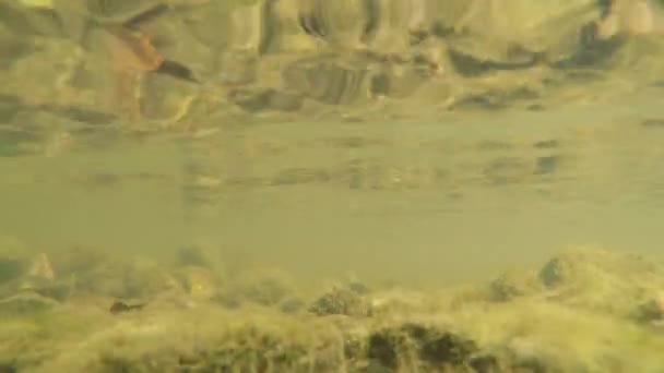 gros plan des images sous-marines de cailloux au fond de la rivière de montagne