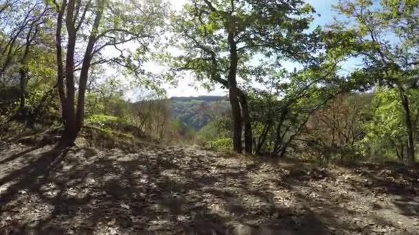 Naturskønne Optagelser Smukke Grønne Skov – Stock-video