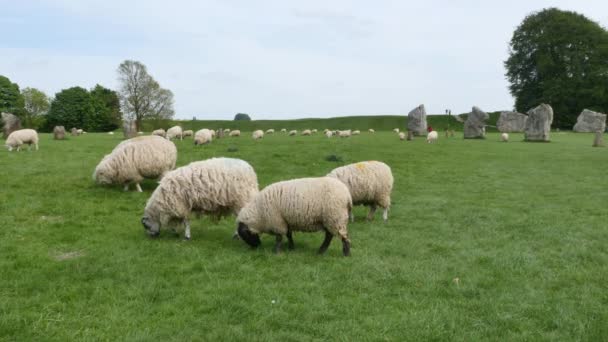 Kamienny Krąg Avebury Stadem Owiec Neolityczny Pomnik Henge Unesco Świat — Wideo stockowe
