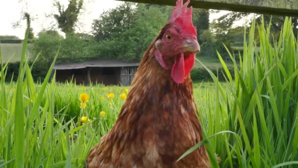 Curious Chicken Free World Farm Landscape — Stock Video