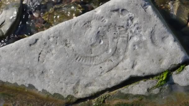 Agua Mar Corriendo Largo Fósiles Amonita Costa Cerca Kilve Somerset — Vídeos de Stock