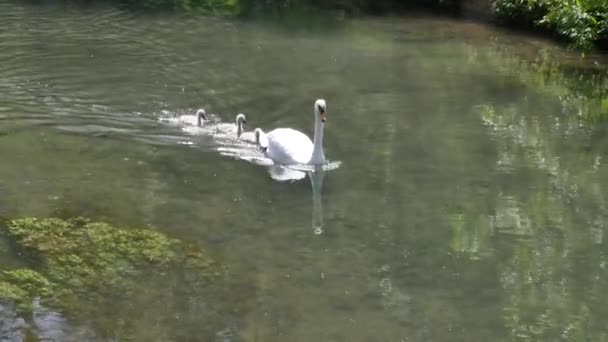 Cygnes Nageant Dans Rivière Coln Bibury Angleterre — Video