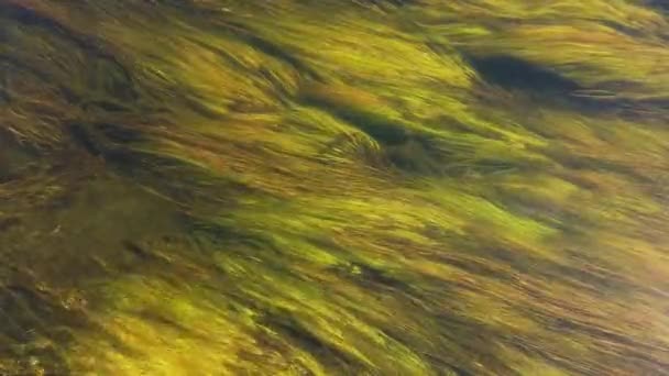 Grünalgen Fäden Wehen Fluss Aus Nächster Nähe — Stockvideo