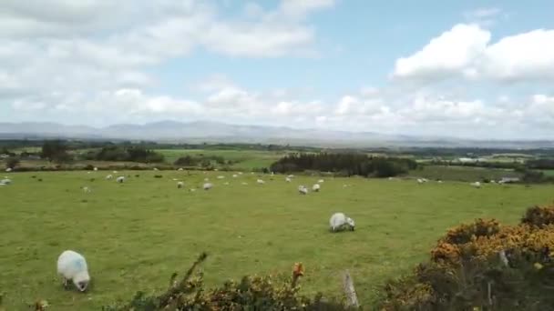 Schafe Auf Dem Hügel Irland Ring Von Kerry — Stockvideo