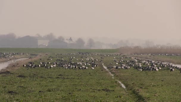 Flock Barnacle Geese Ground Sky Migration Netherlands — Stock Video