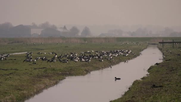 Yerdeki Gökyüzündeki Midye Kazları Sürüsü Hollanda Göç — Stok video