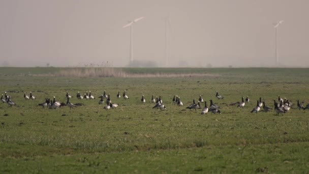 Flock Barnacle Geese Ground Sky Migration Netherlands — Stock Video