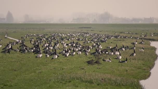 Flock Havstulpangäss Marken Och Himlen Migration Nederländerna — Stockvideo