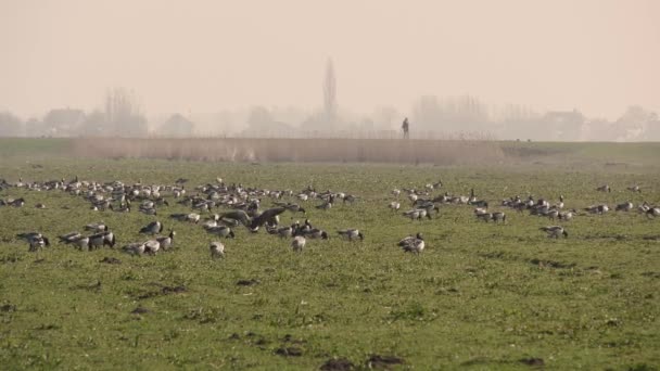 地上にも空にもガチョウの群れが オランダへの移住 — ストック動画