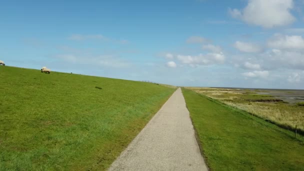 Deich Bei Insel Schiermonnikoog Den Niederlanden Pov Fährt Durch Schafe — Stockvideo