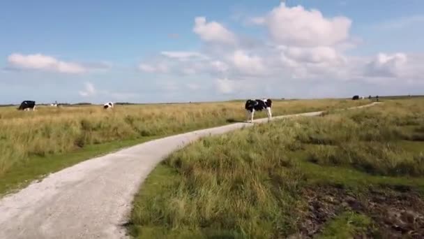 Radweg Durch Marschland Pov Fahren Auf Straße Schiermonnikoog Niederlande Kuh — Stockvideo