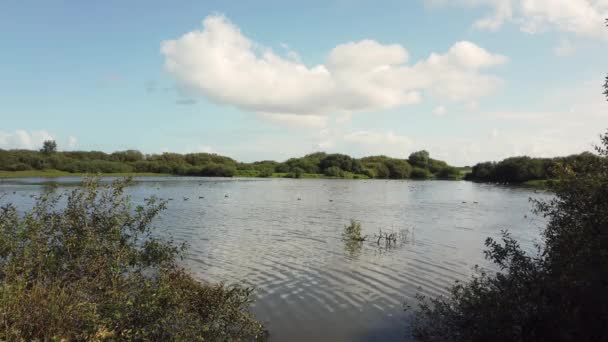 Oies et spatules au lac Westerplas sur l'île de Schiermonnikoog aux Pays-Bas