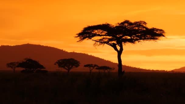 Acaciaboom Serengeti Nationaal Park Tijdens Gouden Zonsondergang — Stockvideo