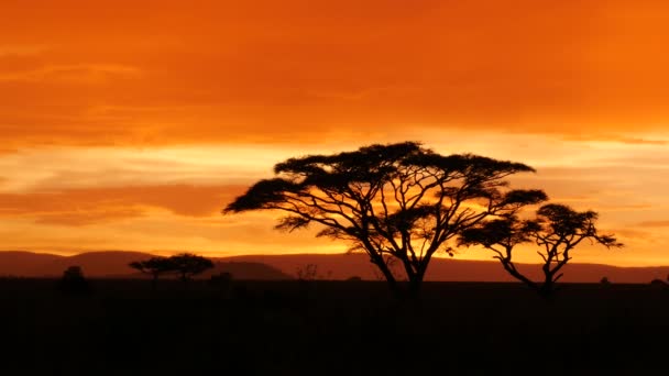Altın Gün Batımında Serengeti Milli Parkı Ndaki Akasya Ağacı — Stok video