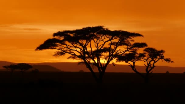 Acaciaboom Serengeti Nationaal Park Tijdens Gouden Zonsondergang — Stockvideo