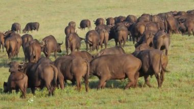 Afrika bozkırlarındaki büyük bir bufalo grubunun manzaralı görüntüleri.