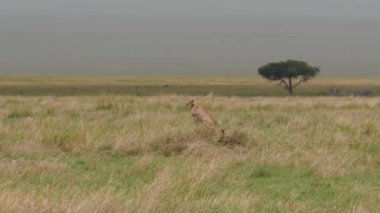 Afrika bozkırlarındaki güzel vahşi çitanın manzaralı görüntüleri.