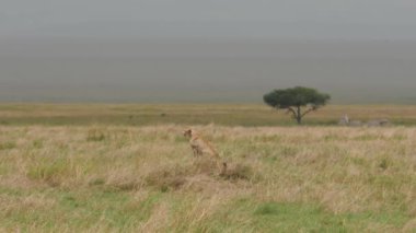 Afrika bozkırlarındaki güzel vahşi çitanın manzaralı görüntüleri.