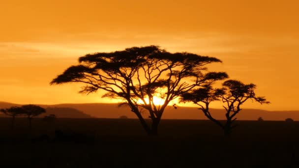 Akazienbaum Serengeti Nationalpark Bei Goldenem Sonnenuntergang Mit Leoparden — Stockvideo