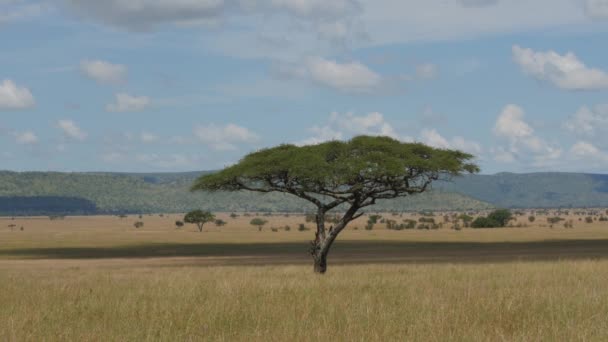 Дерево Акации Степи Национального Парка Серенгети Танзания — стоковое видео