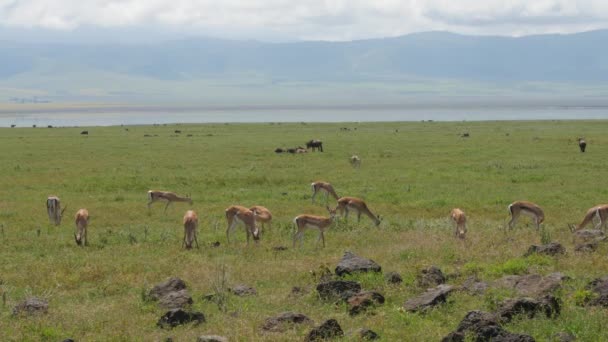 非洲草原羚羊群的风景画 — 图库视频影像