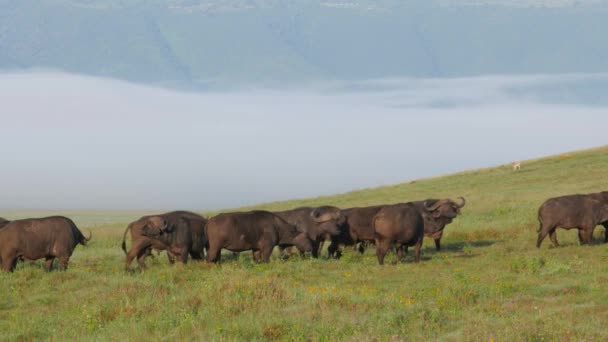 Szenische Aufnahmen Einer Großen Gruppe Von Büffeln Der Afrikanischen Steppe — Stockvideo