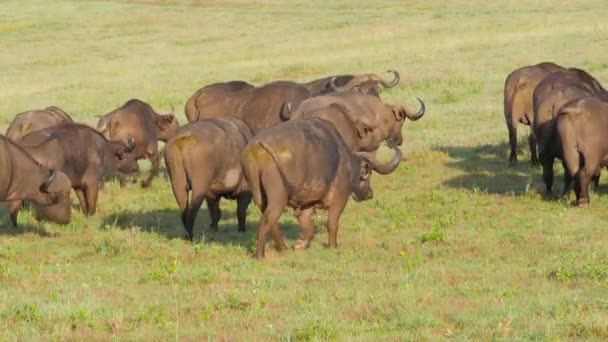 アフリカの大規模な水牛の集団の風光明媚な映像 — ストック動画