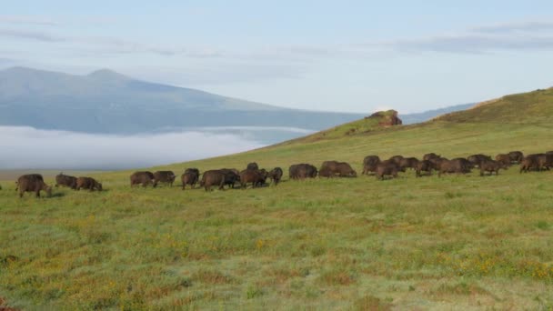 Szenische Aufnahmen Einer Großen Gruppe Von Büffeln Der Afrikanischen Steppe — Stockvideo