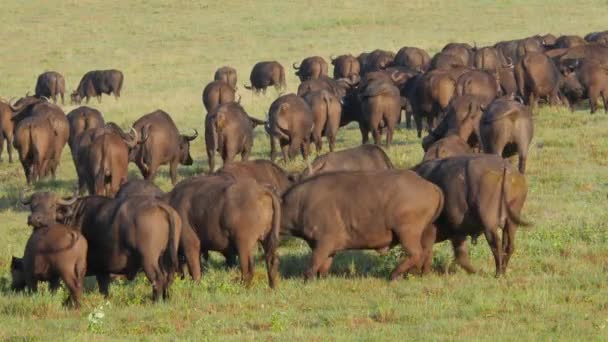 Natursköna Bilder Stor Grupp Bufflar Afrikansk Stäpp — Stockvideo