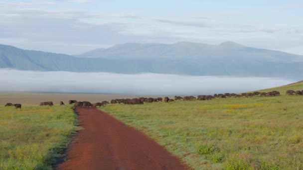 Buffalos Atravessando Estrada Cratera Ngorongoro Tanzânia — Vídeo de Stock