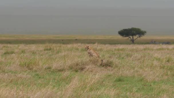 Luonnonkaunis Kuvamateriaalia Kaunis Villi Gepardi Afrikkalainen Aro — kuvapankkivideo