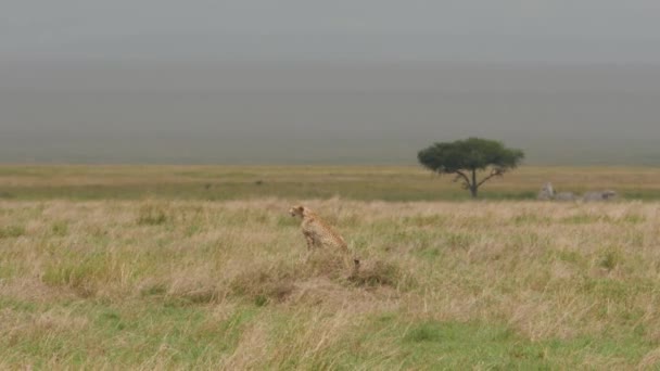 Luonnonkaunis Kuvamateriaalia Kaunis Villi Gepardi Afrikkalainen Aro — kuvapankkivideo