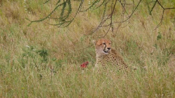 Malowniczy Materiał Pięknym Dzikim Gepardem Afrykańskim Stepie — Wideo stockowe