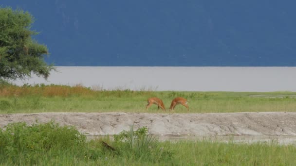 Luonnonkaunis Kuvamateriaalia Ryhmä Antilooppeja Afrikkalainen Aro — kuvapankkivideo