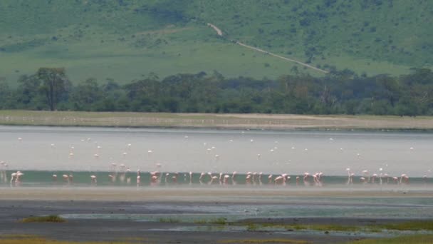 Luonnonkauniista Materiaalista Suuri Flamingoparvi Luontaisessa Elinympäristössä — kuvapankkivideo