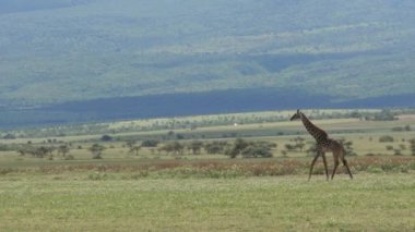 Serengeti Ulusal Parkı, Tanzanya 'da bozkırda yürüyen zürafanın görüntüsü.