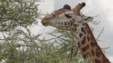 Serengeti Ulusal Parkı, Tanzanya 'da otlayan zürafanın yakın çekim görüntüleri