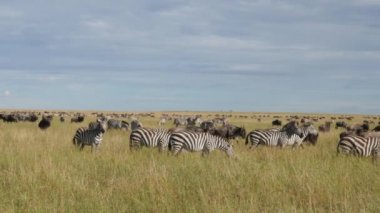 Tarangire Ulusal Parkı savanındaki antilopların manzaralı görüntüleri