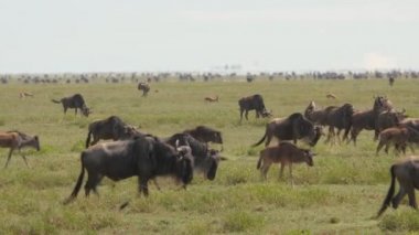 Tarangire Ulusal Parkı savanındaki antilopların manzaralı görüntüleri