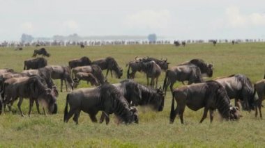 Tarangire Ulusal Parkı savanındaki antilopların manzaralı görüntüleri