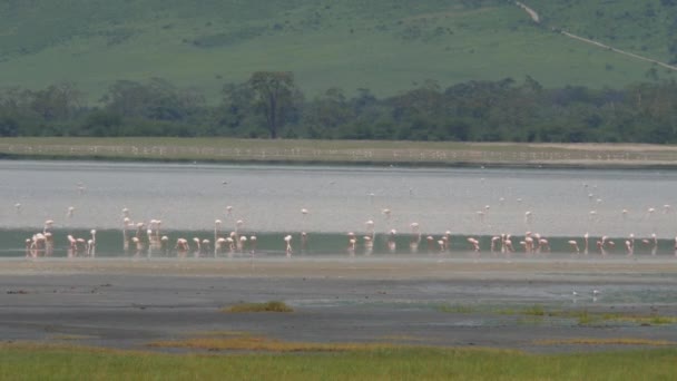 ภาพท สวยงามของฝ งใหญ ของ Flamingos ในท อาศ ยตามธรรมชาต — วีดีโอสต็อก