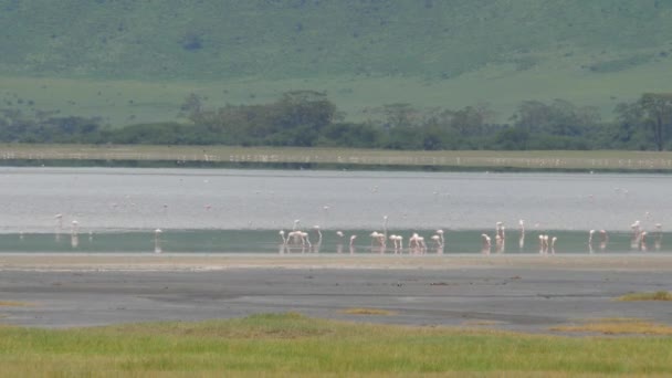 Живописные Кадры Большого Стада Фламинго Естественной Среде Обитания — стоковое видео