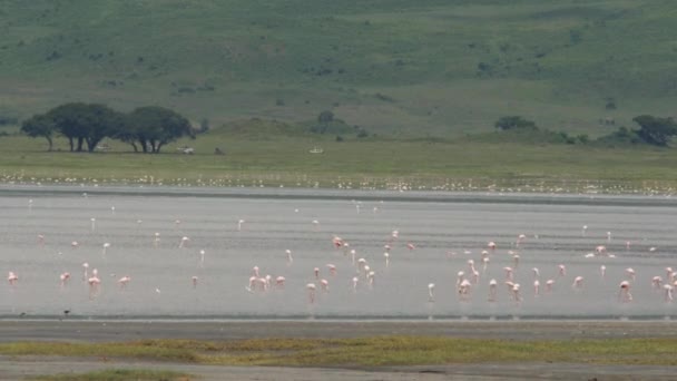 ภาพท สวยงามของฝ งใหญ ของ Flamingos ในท อาศ ยตามธรรมชาต — วีดีโอสต็อก