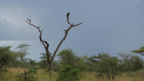 Scenic Footage Vulture Perching Dead Tree Serengeti National Park Tanzania — Stock Video