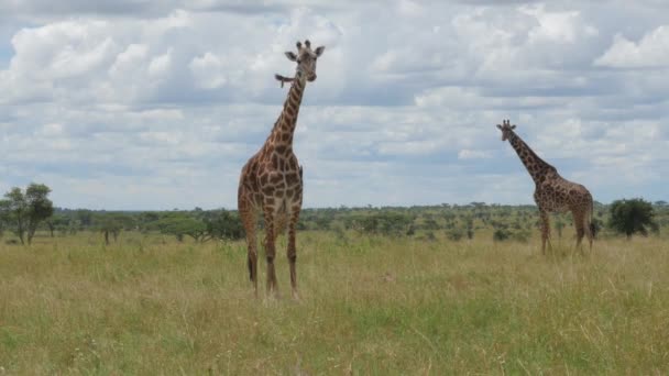 Velké Žirafy Národním Parku Serengeti Tanzanie — Stock video