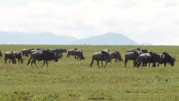 Imágenes Escénicas Wildebeests Sabana Del Parque Nacional Tarangire — Vídeo de stock